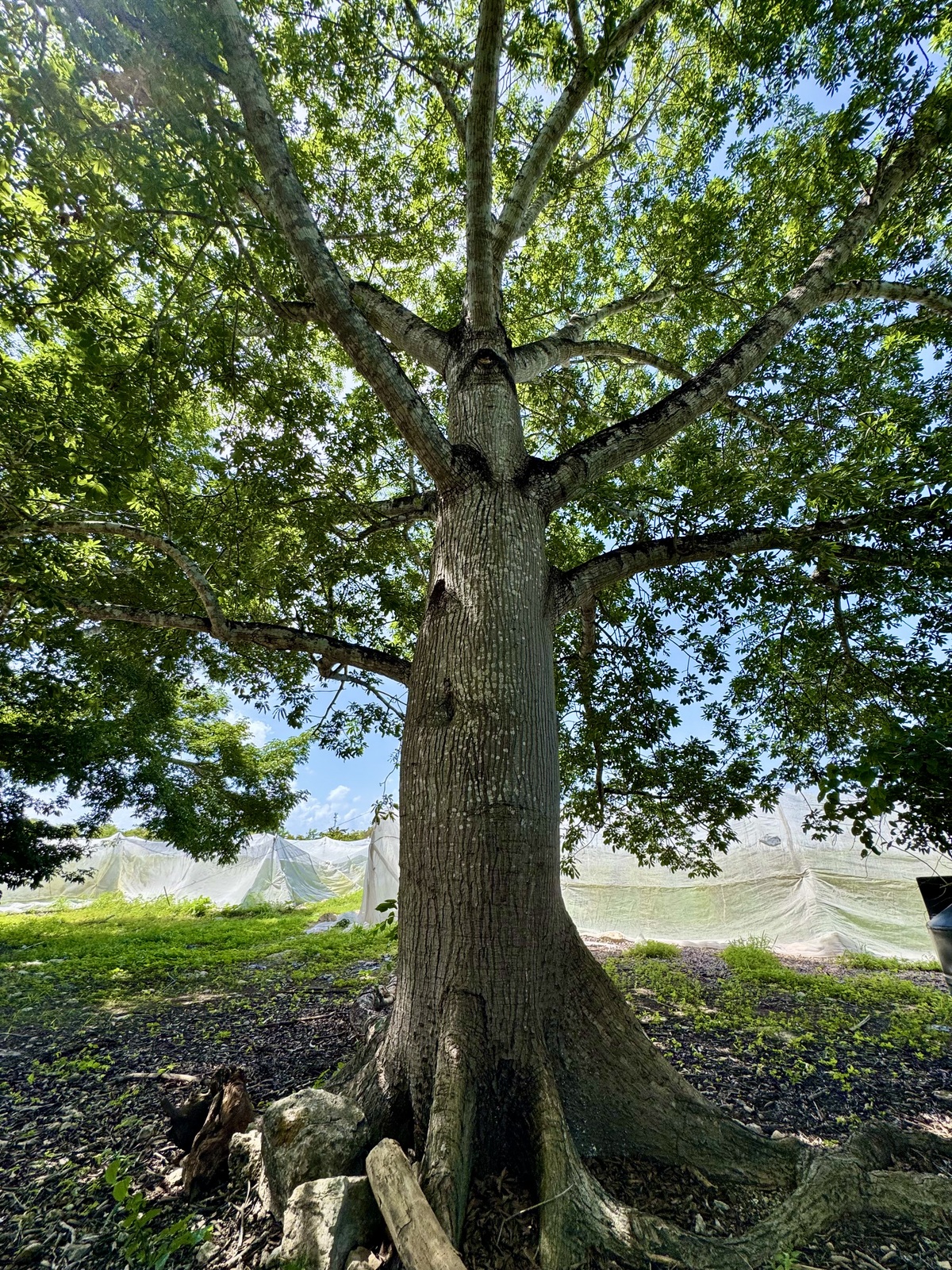 13 de 31