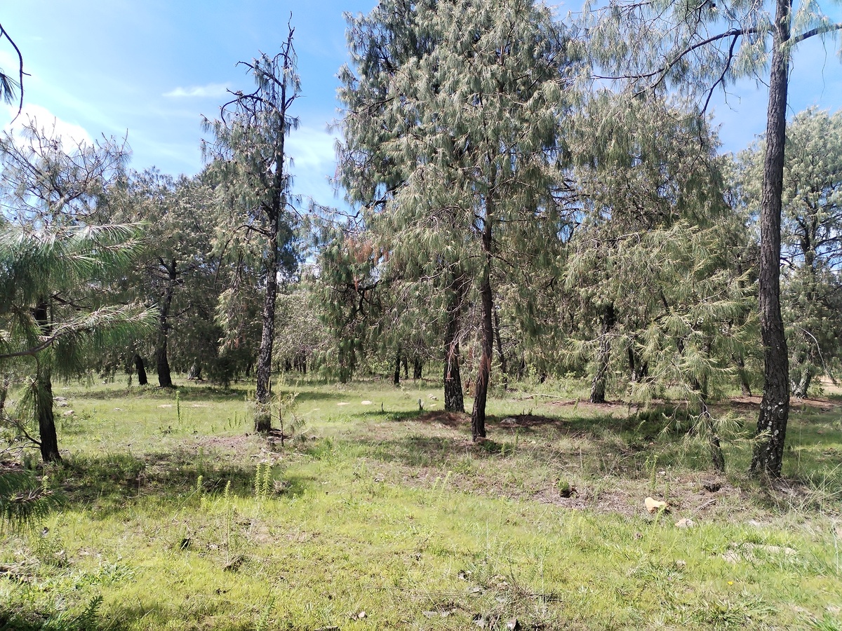 13 of 22: lotes con arboles