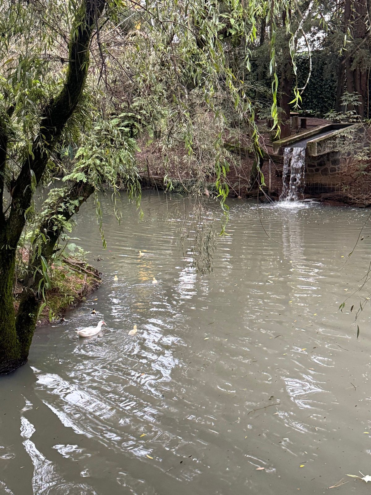 41 de 41: Lago con patos
