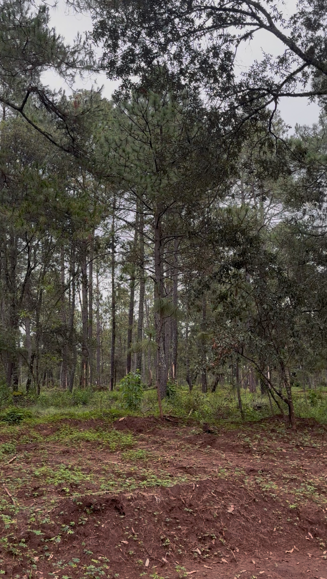 5 de 8