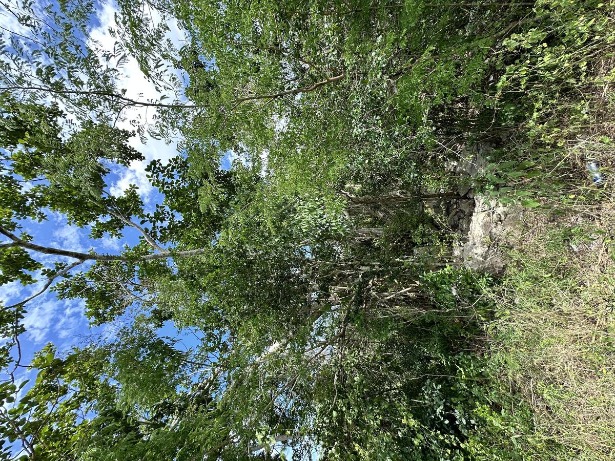 5 de 17