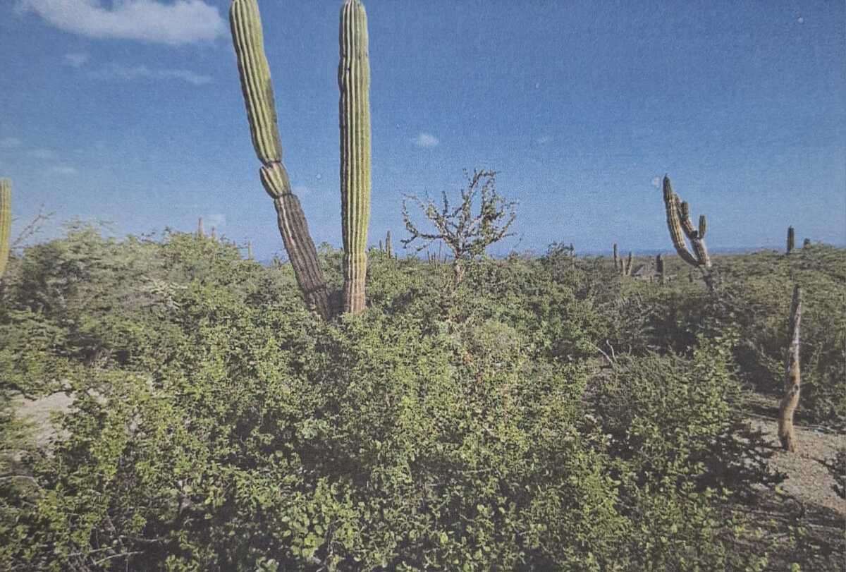 1 de 6