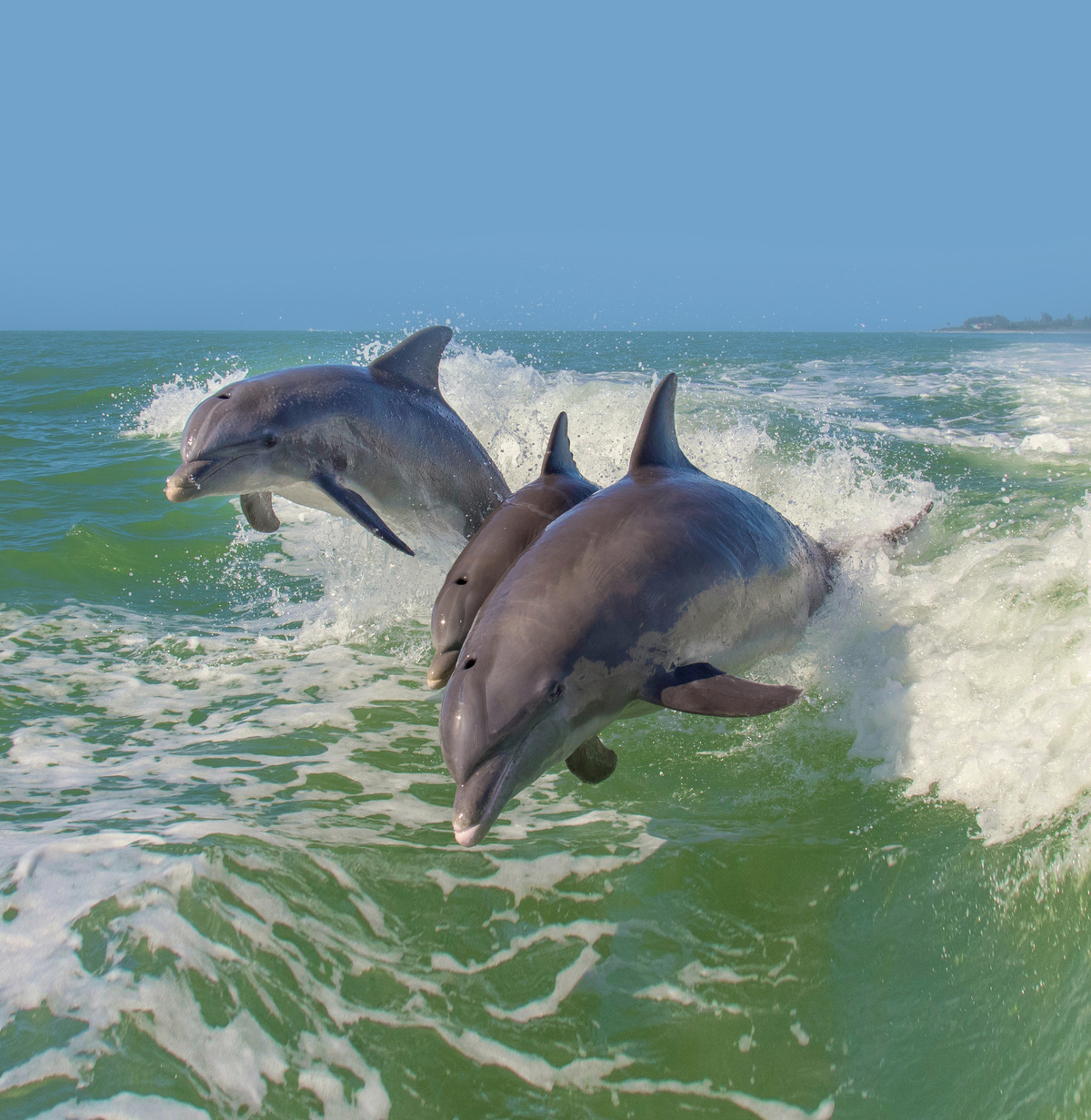 16 de 40: Delfines saltando