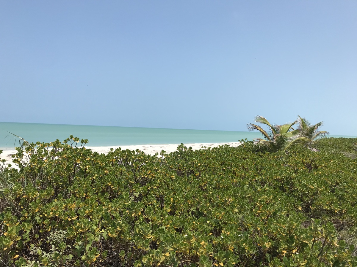 20 de 40: Vegetacion en la playa