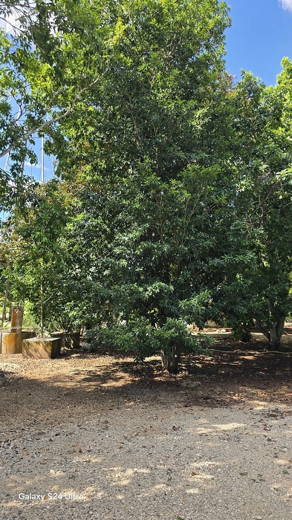 12 de 29: Arboles frutales muy frondosos