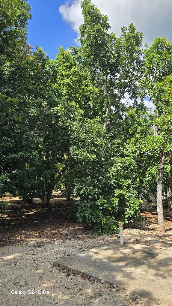 13 de 29: Otra vista de los arboles frutales