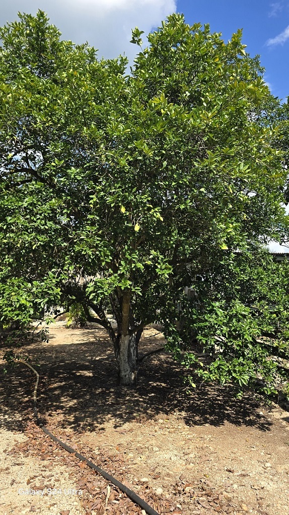 14 de 29: Ma detalles fotográficos de los arboles frutales