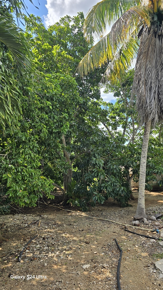 15 de 29: Arboles frutales