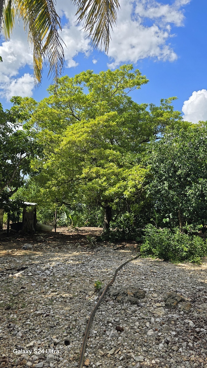 16 de 29: Vistas diversas de los arboles del predio
