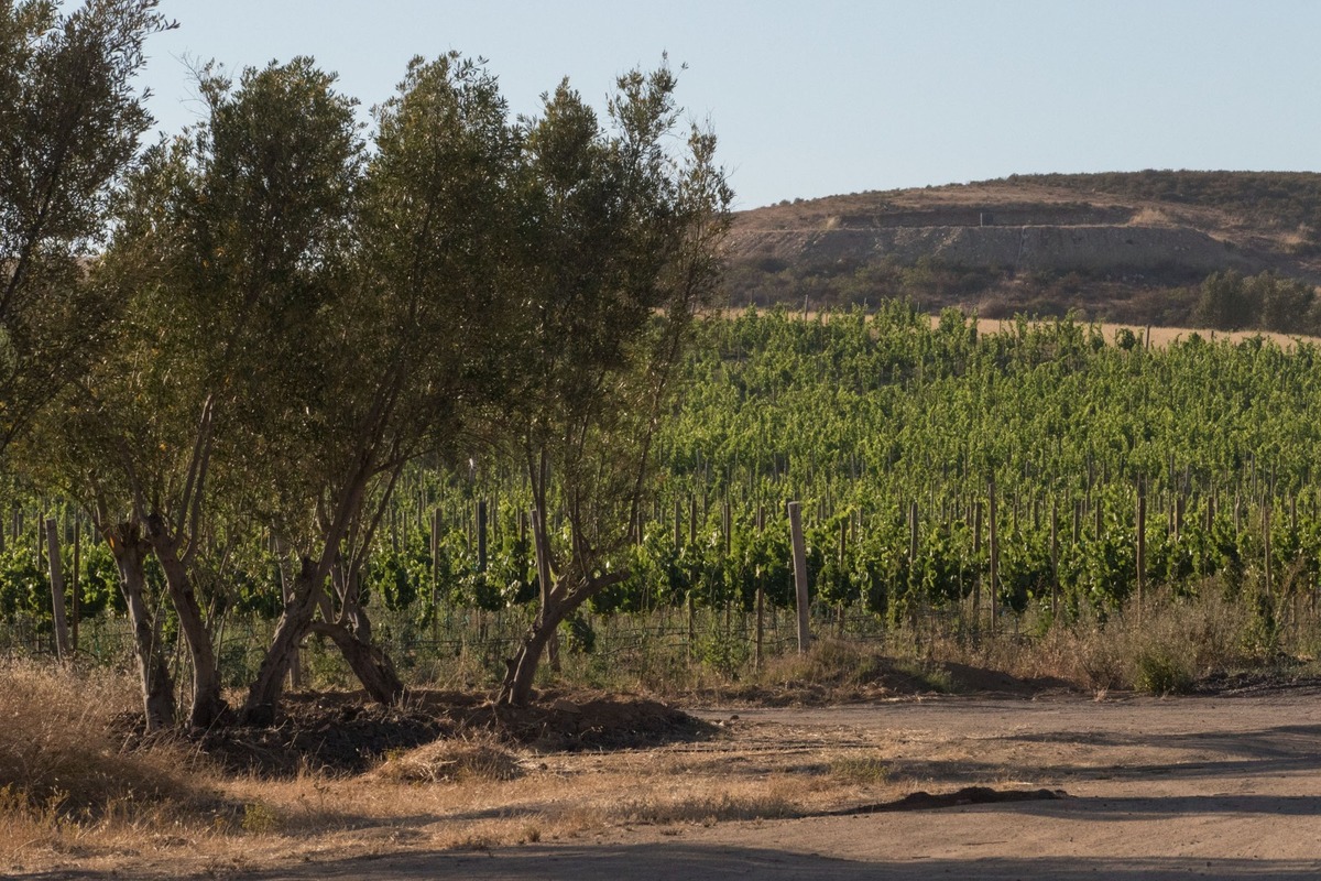 10 of 13: Vinedos aledanos