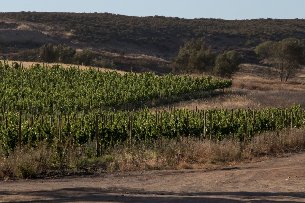 11 of 13: Vinedos colindantes