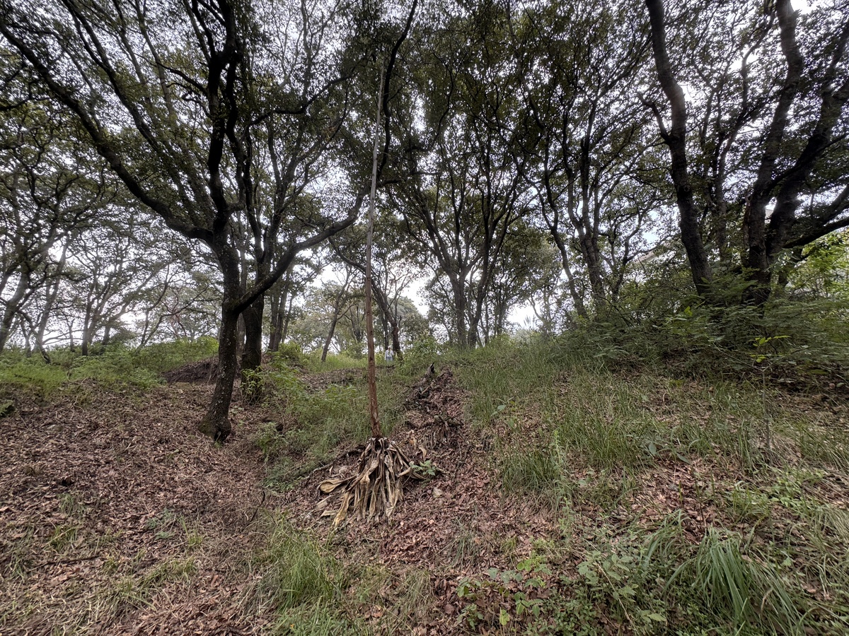 31 de 50