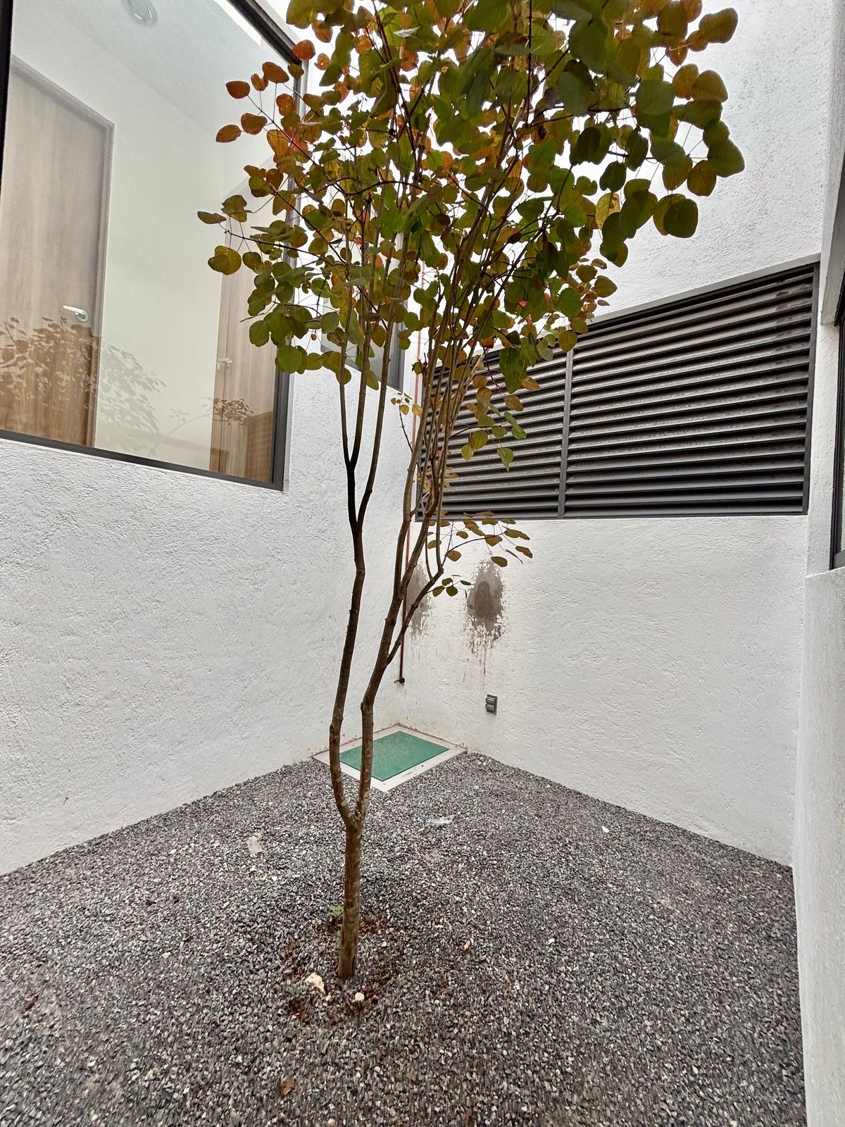 10 de 33: El corazón de la casa : un cubo de cristal  con árbol  .