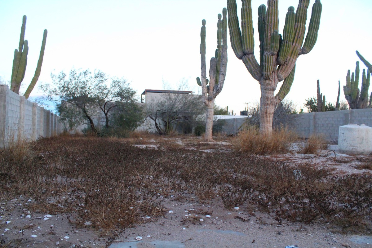 2 de 10: Interior del terreno con cactus