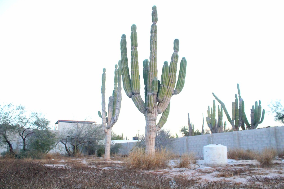 3 de 10: Interior del terreno a la derecha la cisterna 1100lts