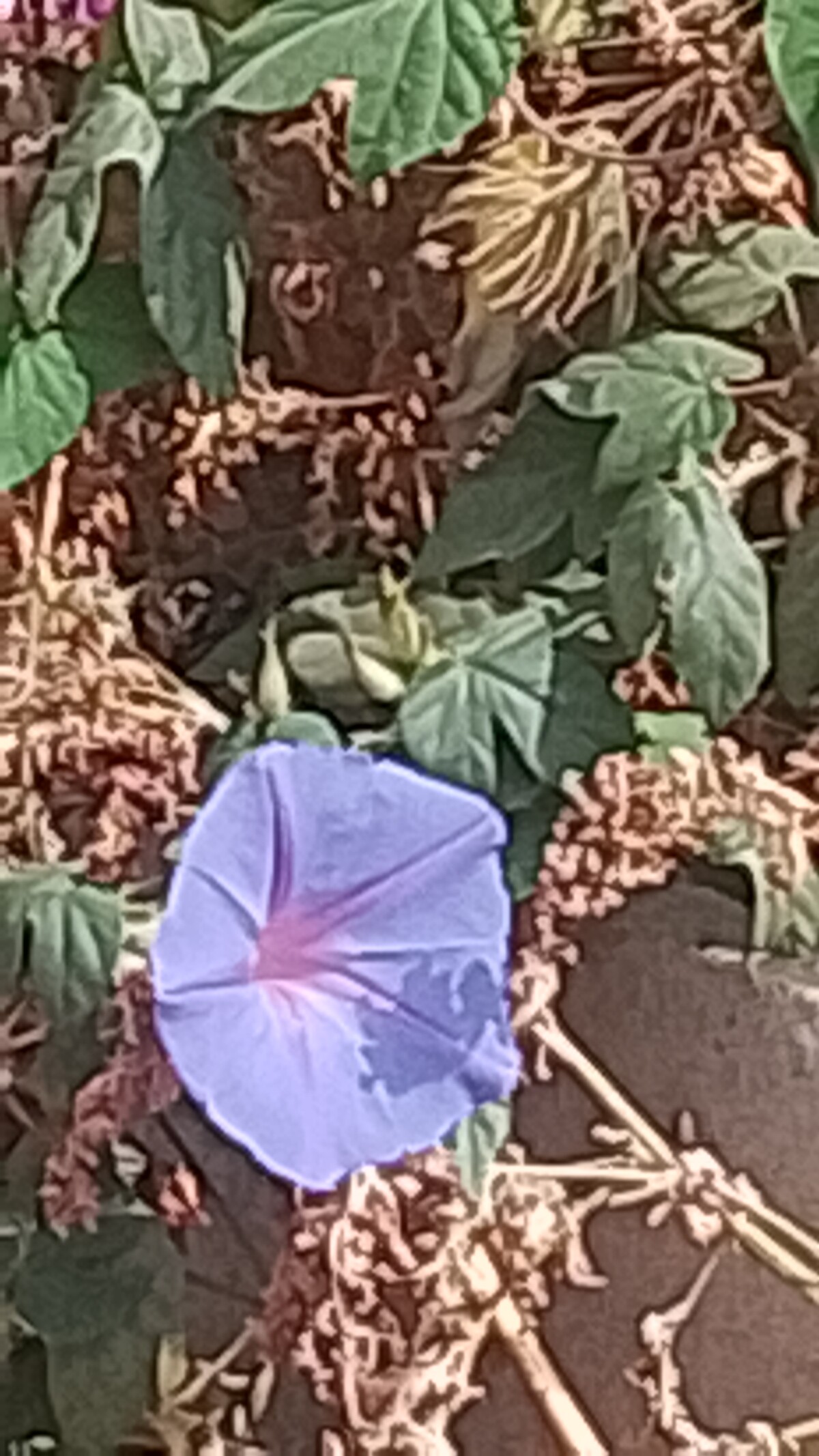 2 de 7
