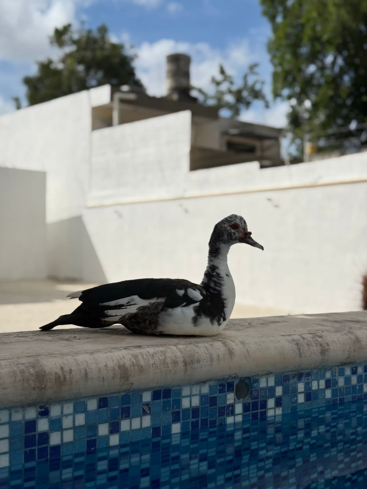 2 of 15: PATO
