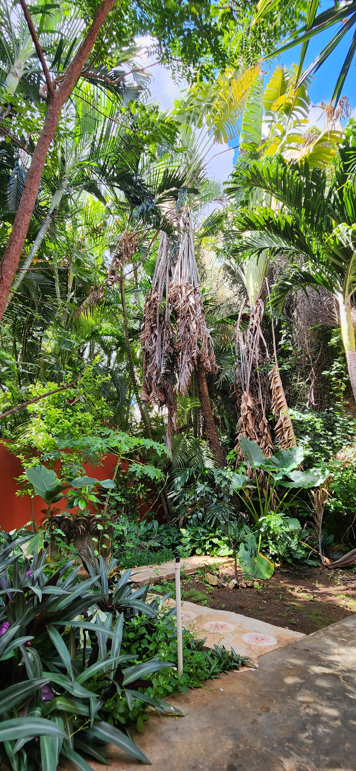 5 de 24: Frondosa vegetación y árboles de gran altura.
