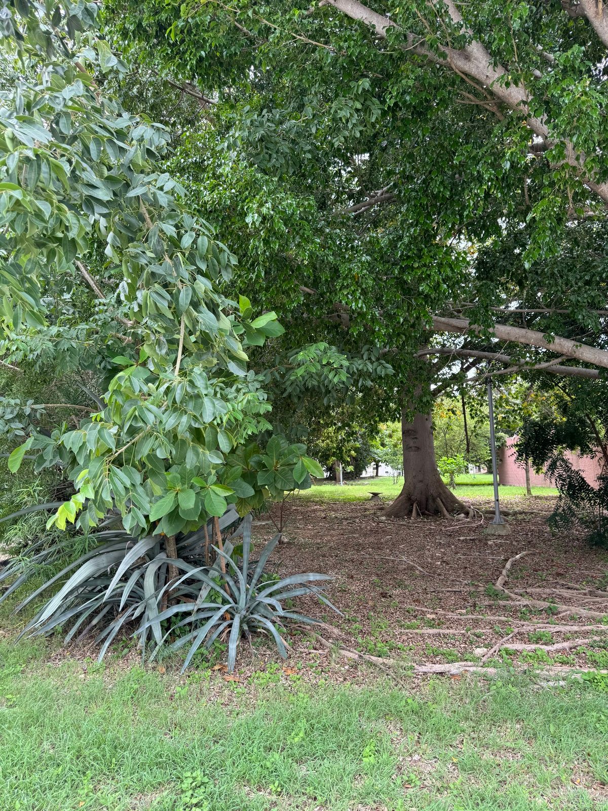 11 de 11: Parque frente de la casa