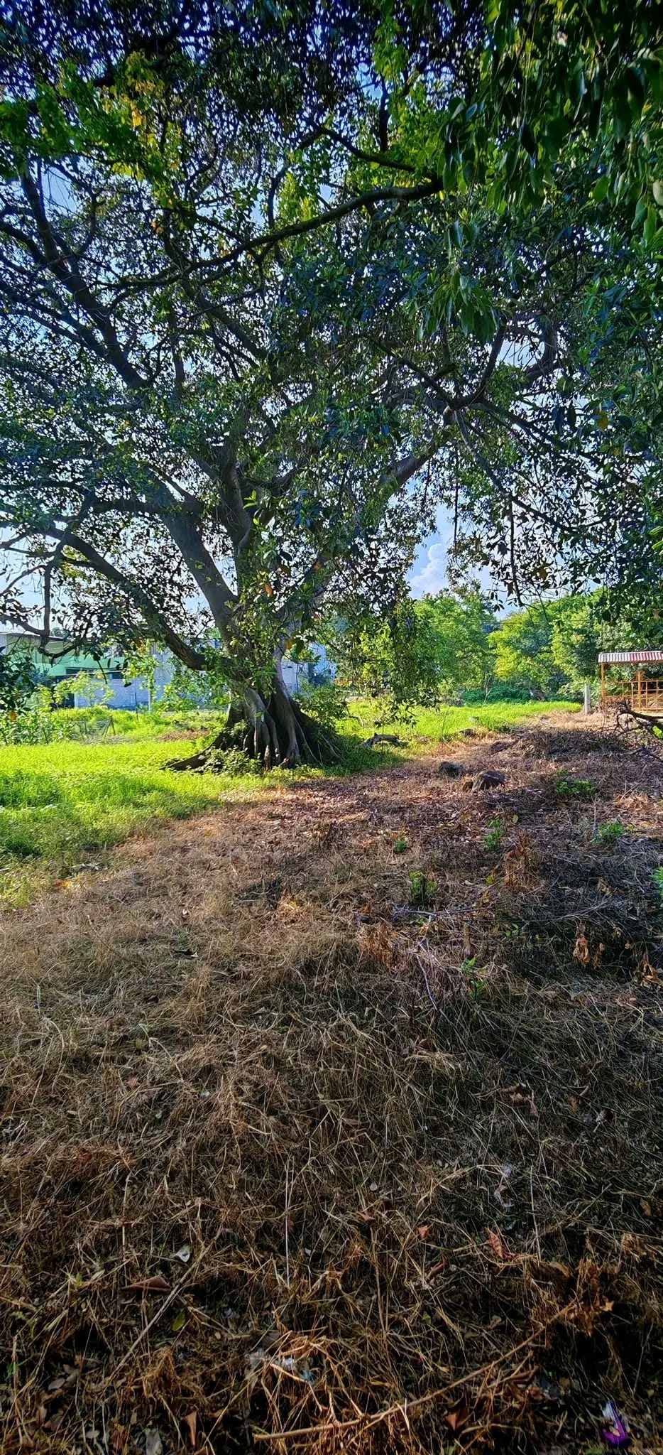 Terreno En Cuauhtémoc
