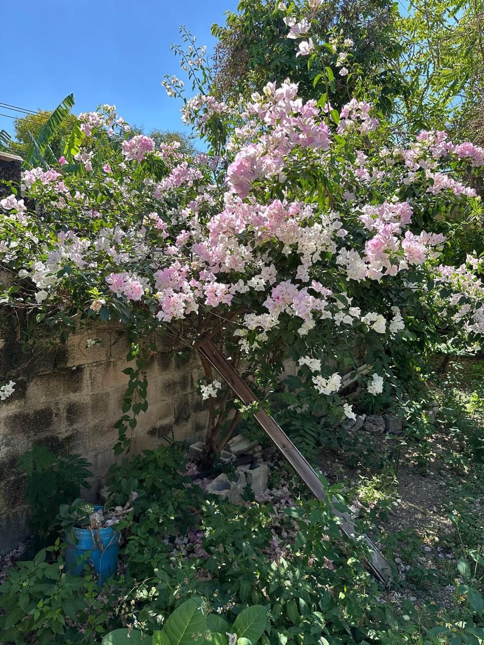 20 de 28: VEGETACIÓN EXISTENTE