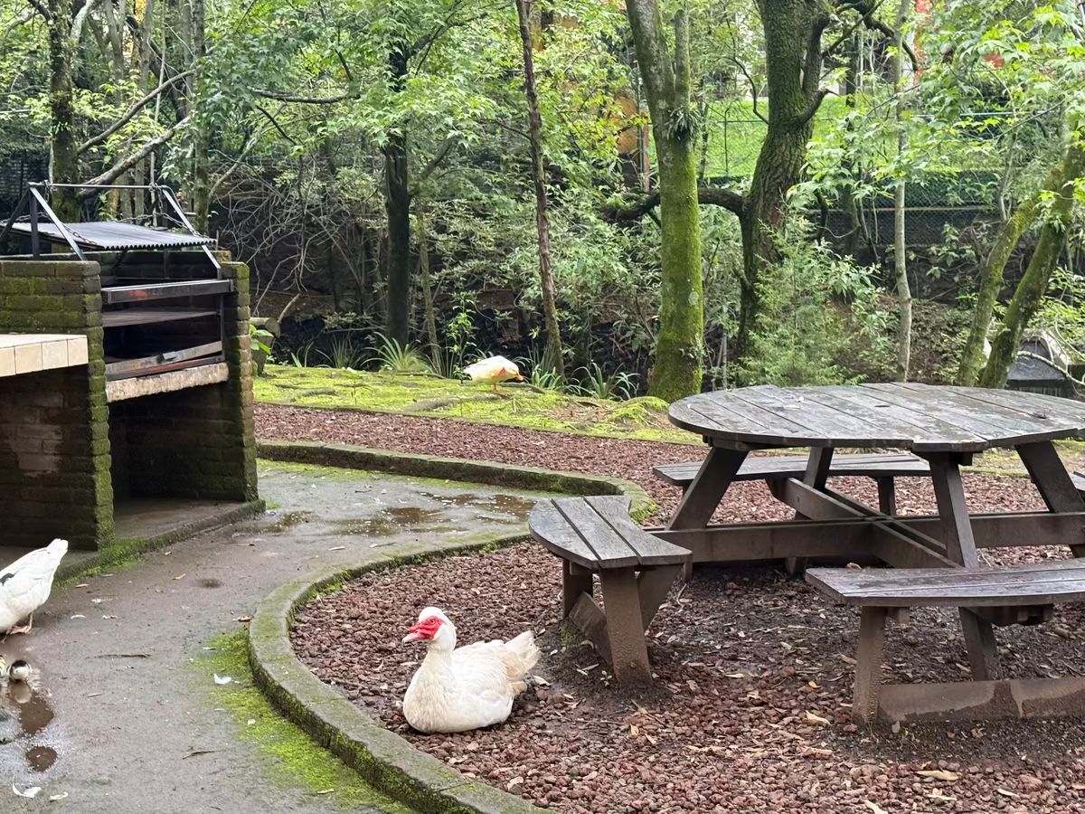 18 de 21: Area de asadores en el lago con patos