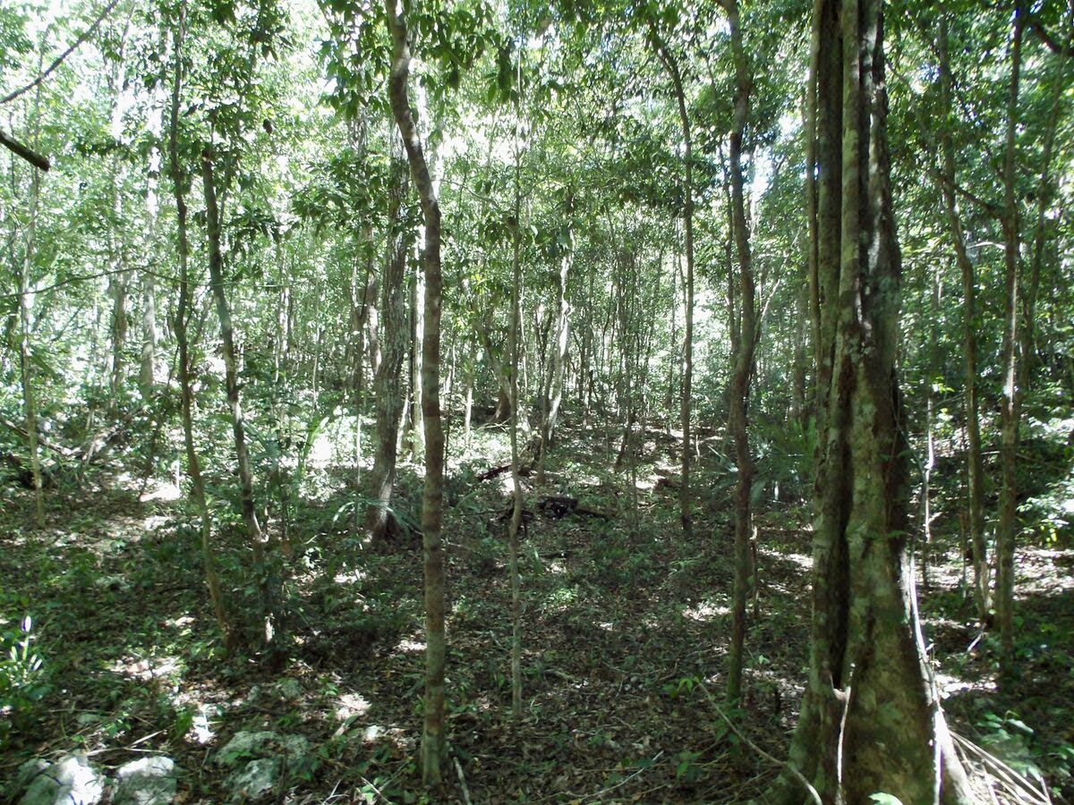 Terreno en Venta en Tulum – Zona Muyil