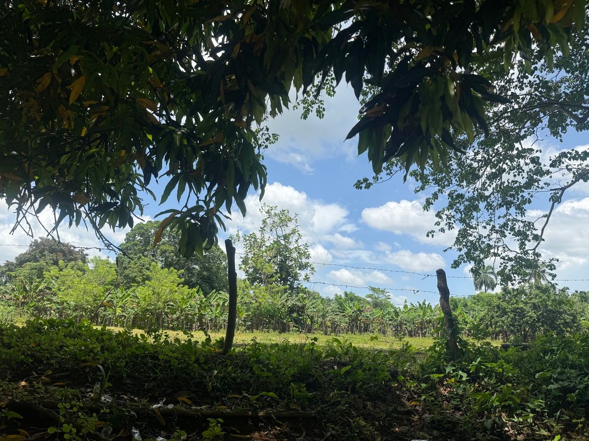 12 de 14: Vegetacion