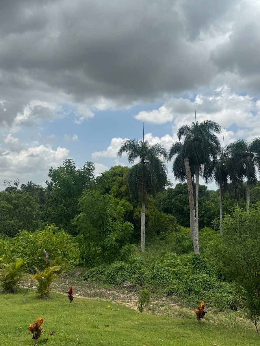 13 de 14: Vegetacion