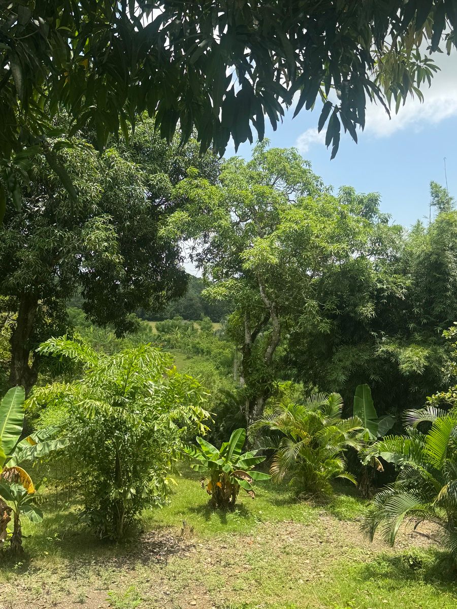 14 de 14: Vegetación