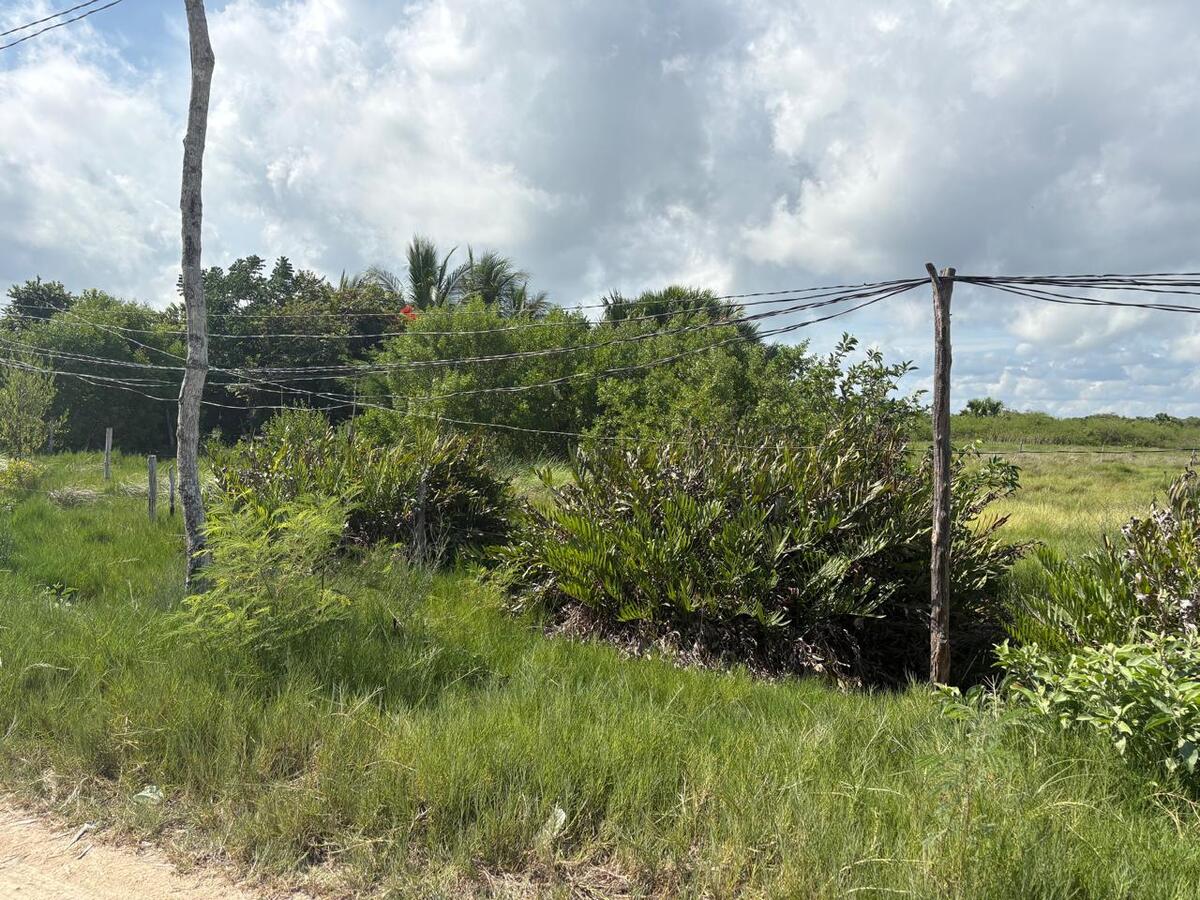 8 of 32: Tipo de vegetación