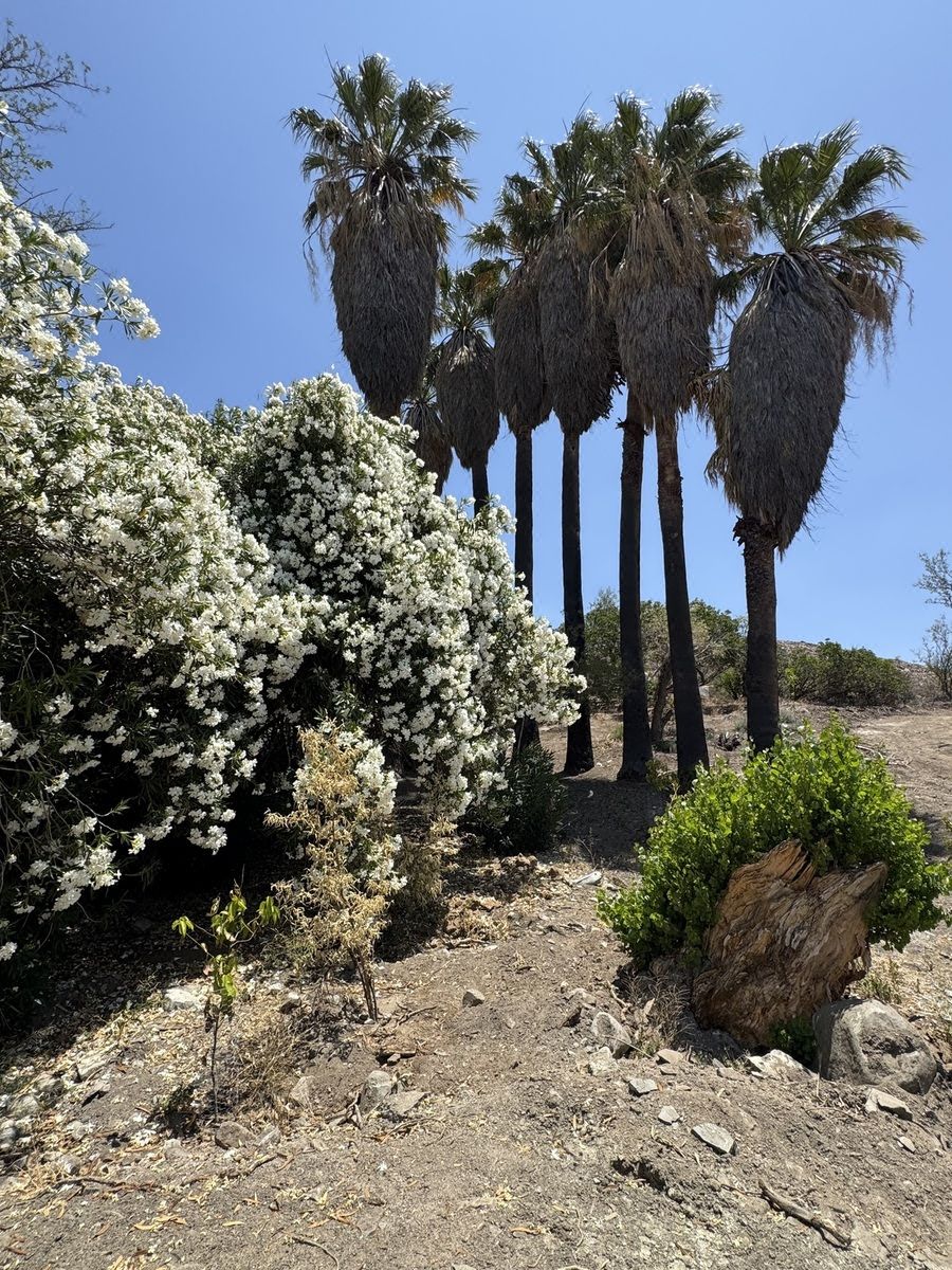 Venta de 85 Hectáreas con Agua en Ojos Negros Ensenada