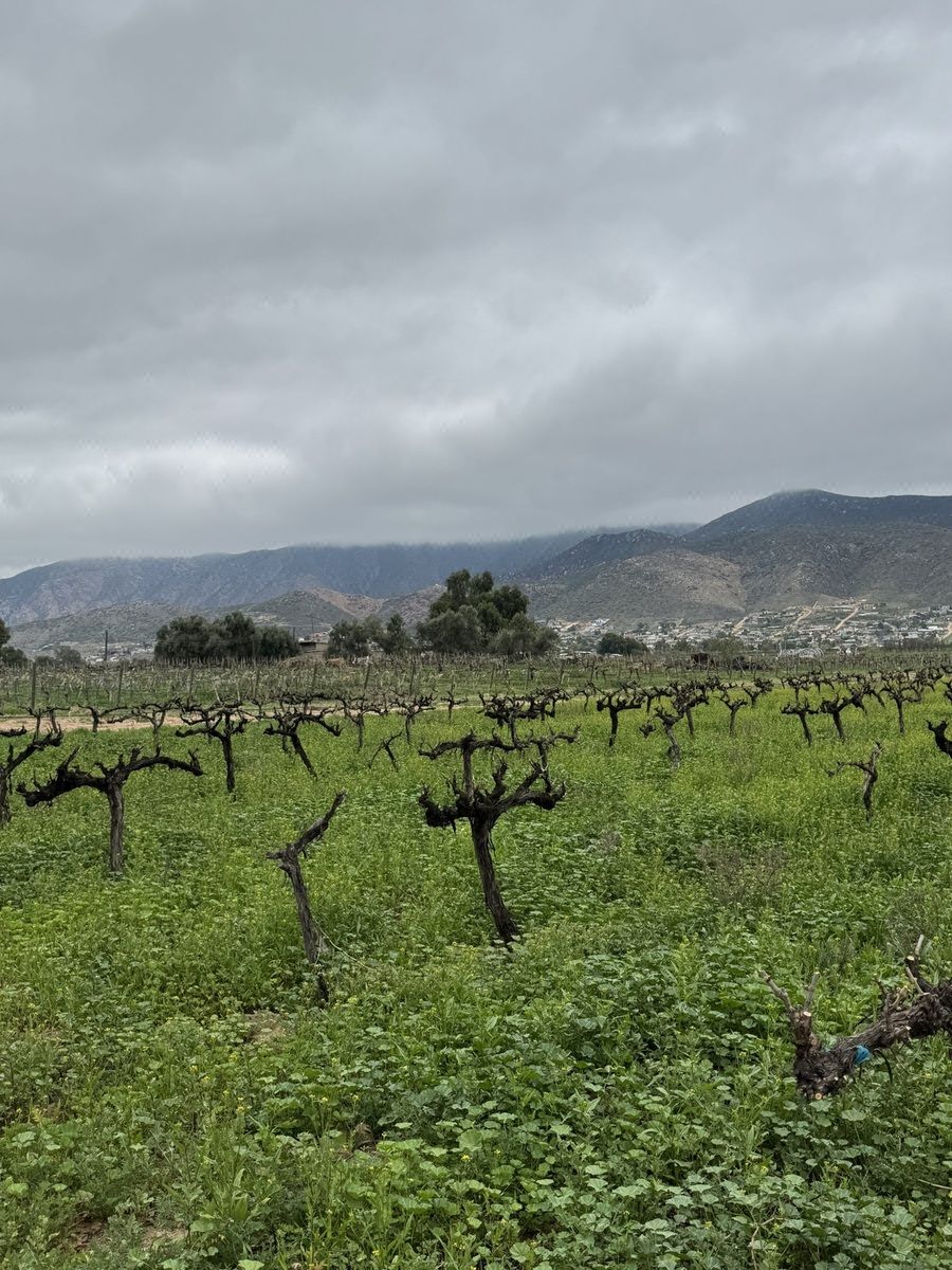 Venta de Terrenos con Viñedos de Más de 40 Años en Valle el Porvenir,