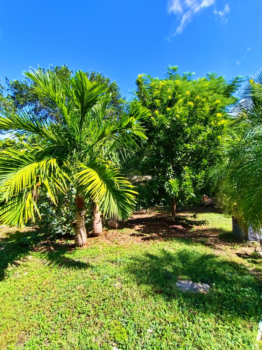 19 de 23: Área de árboles