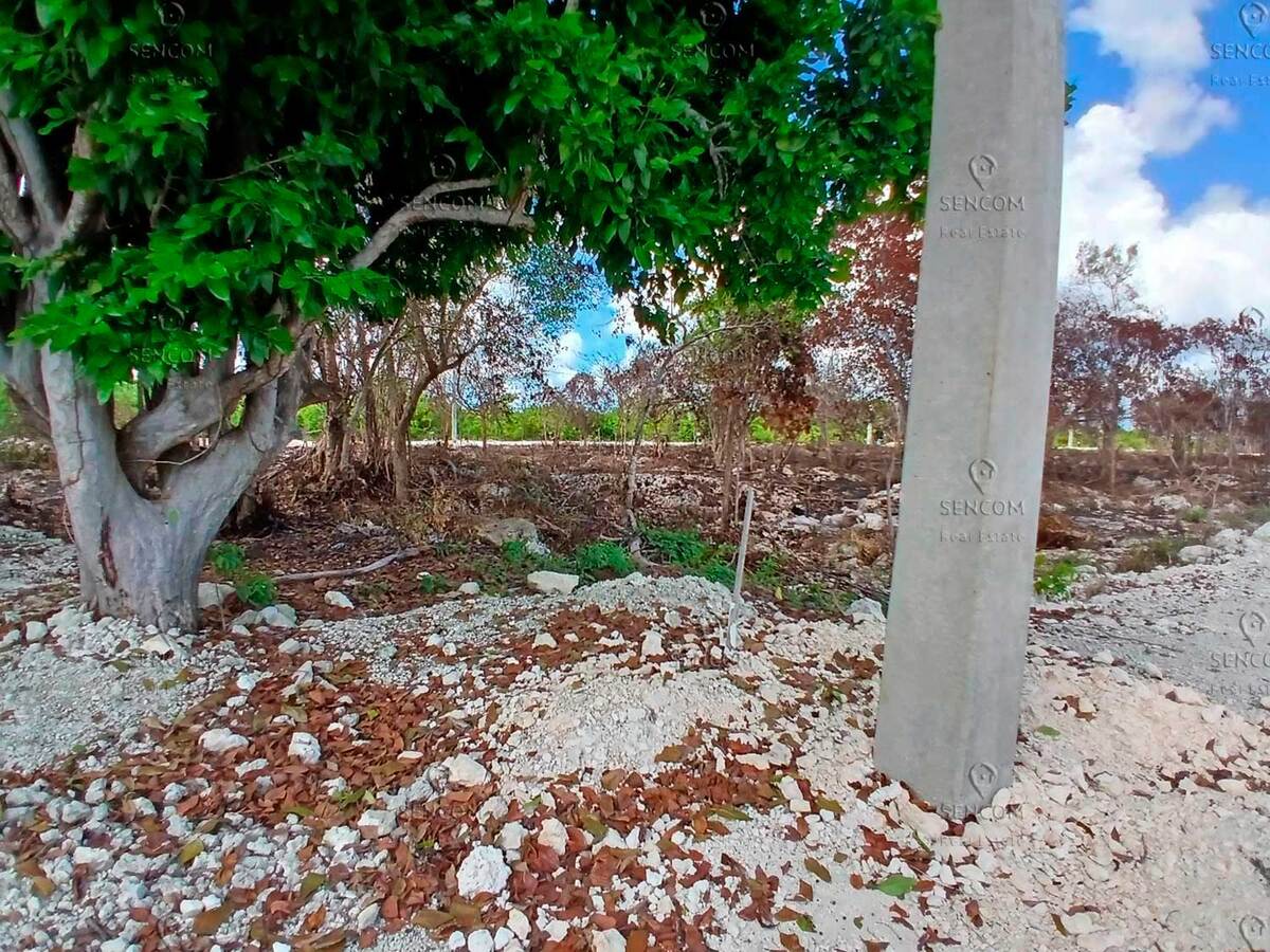 3 de 6: Venta-Terreno-Bavaro-Rosa-Palma-3