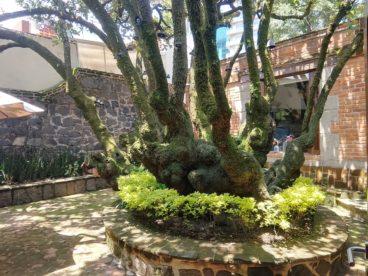 24 de 28: Casa en Venta en Jardines del Pedregal Rayo Vende ®