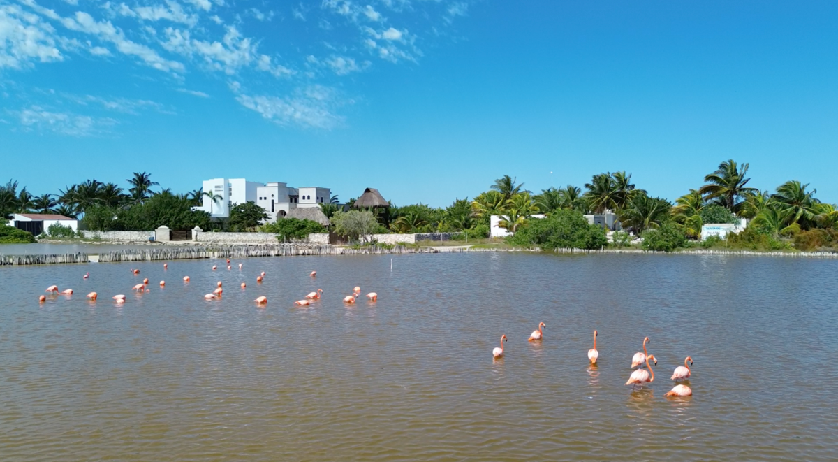 TERRENO PARA DESARROLLADORES EN YUCATAN | DZILAM - foto 4