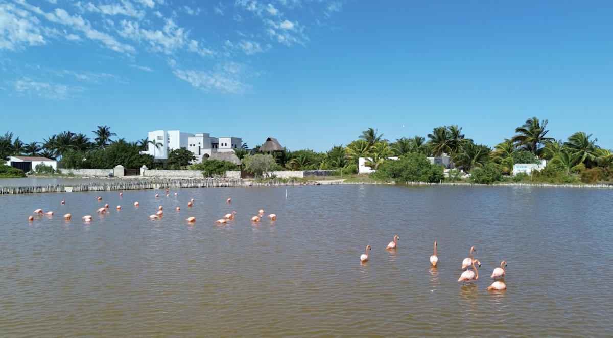 4 of 6: LAGUNAS DZILAM