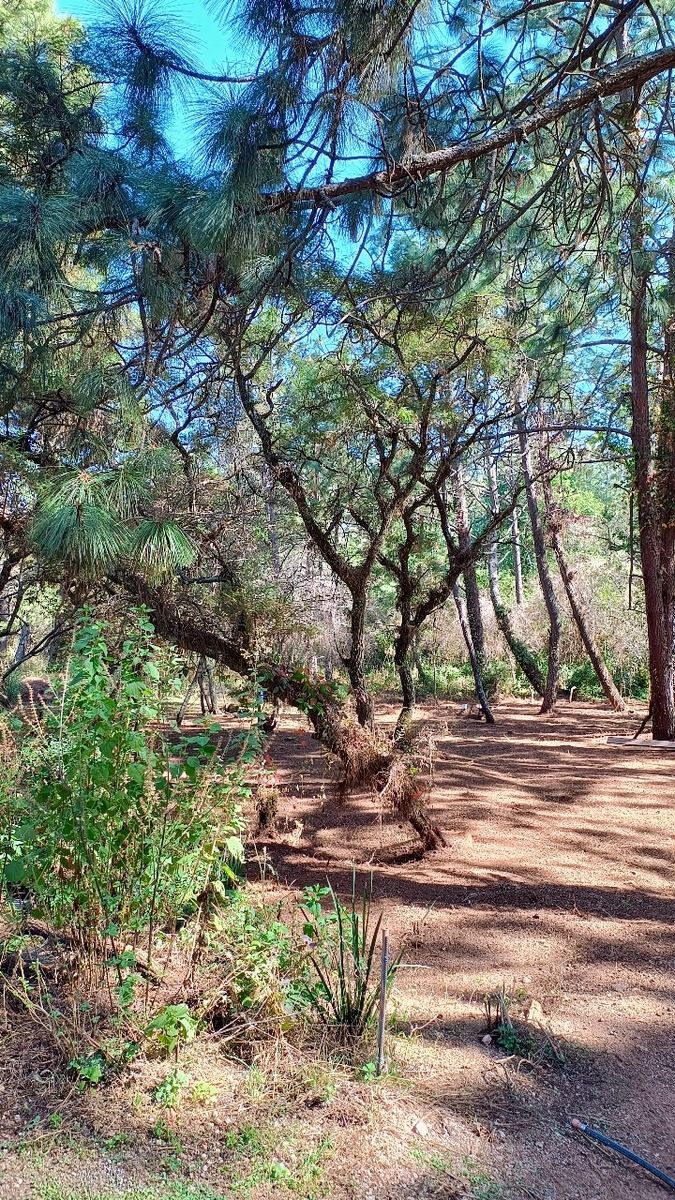 DISFRUTA DE LA NATURALEZA, INVIERTE EN MAGNÍFICO TERRENO, ATEMAJAC D BRIZUELA - foto 4