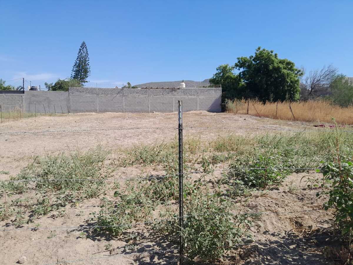 7 of 11: TABACHINES EN RENTA, LA PAZ