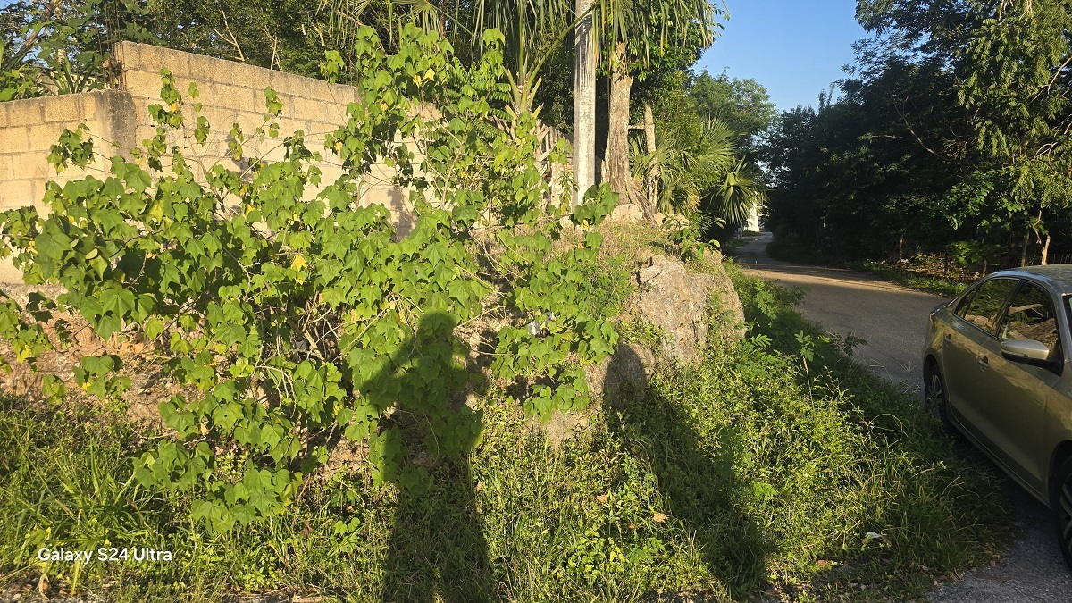 2 of 12: otra vista de la barda perimetral del predio