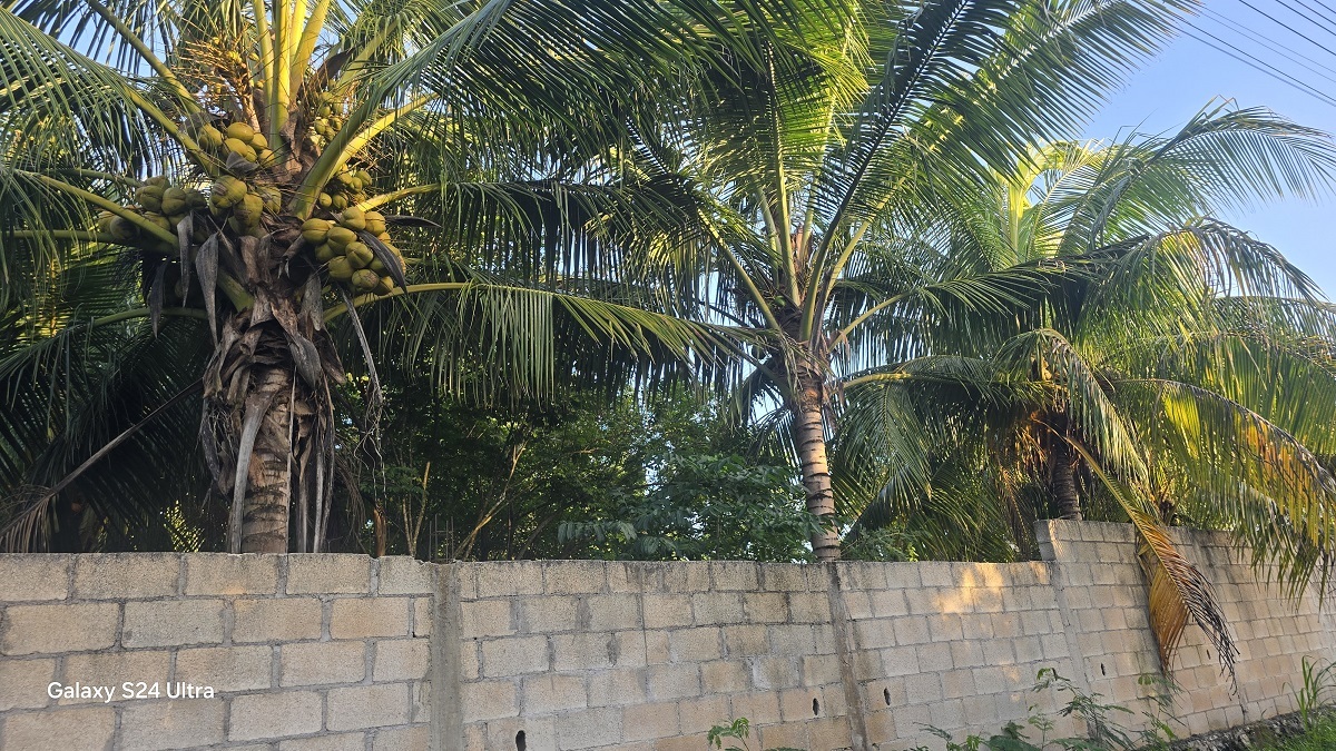6 of 12: Aquí podemos ver las palmas de coco