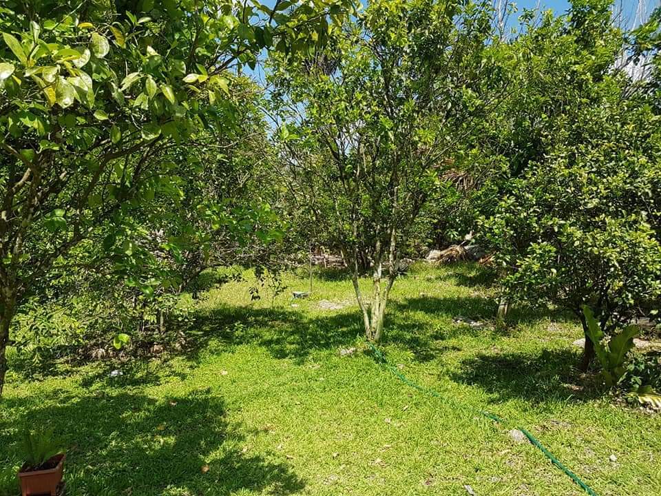 8 of 12: Arboles diversos en la propiedad