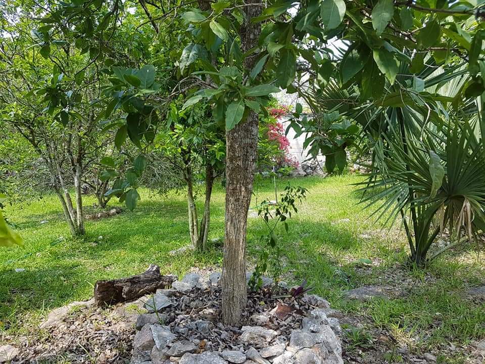 12 of 12: Otra vista de los arboles en la propiedad