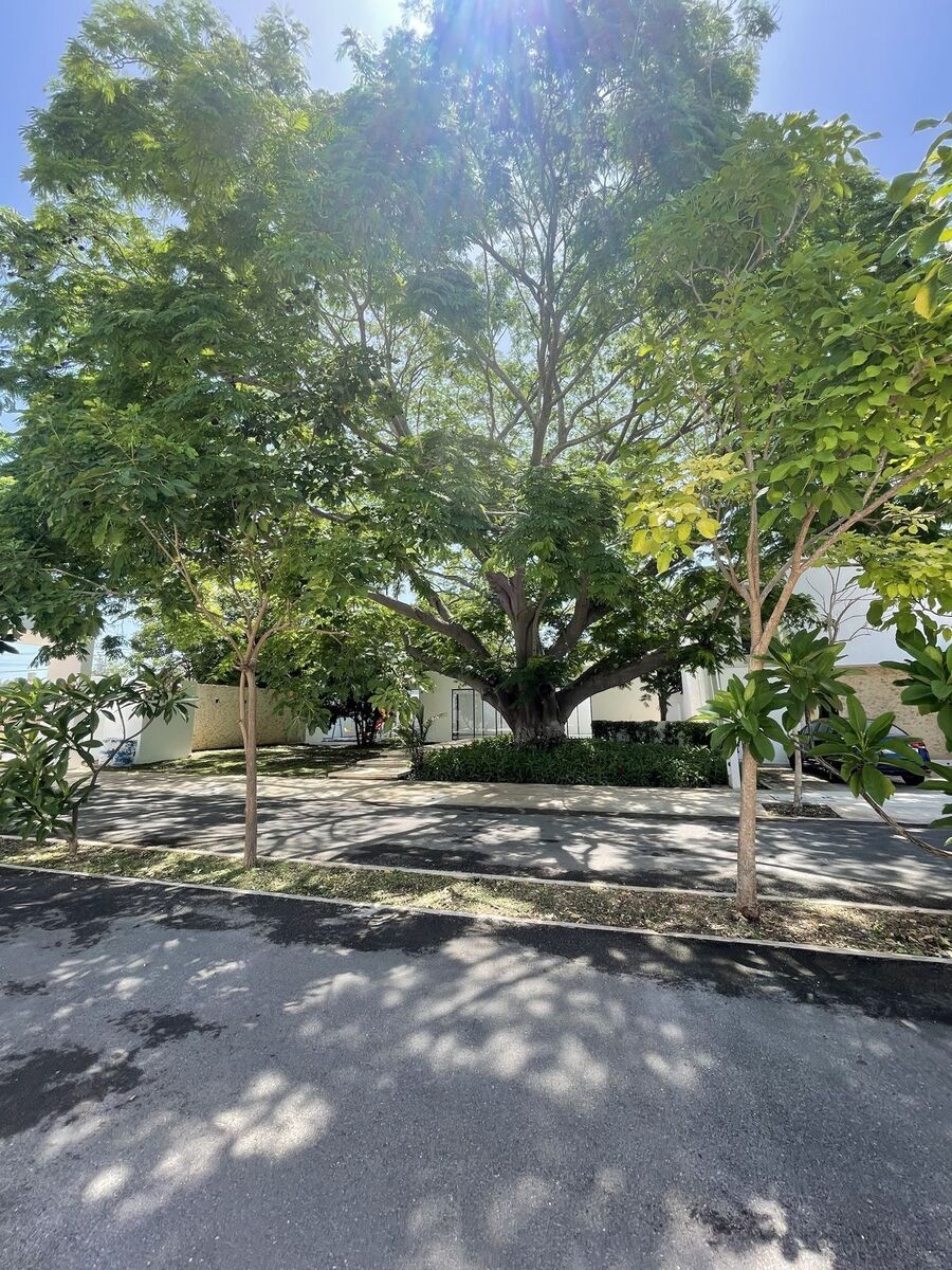 30 de 30: Arbol frente a casa