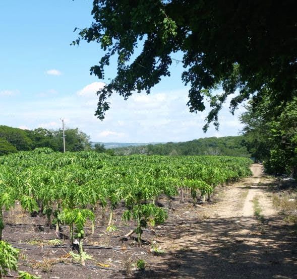 Rancho en Venta denominado "Las Gardenias" en Chiapa de Corzo