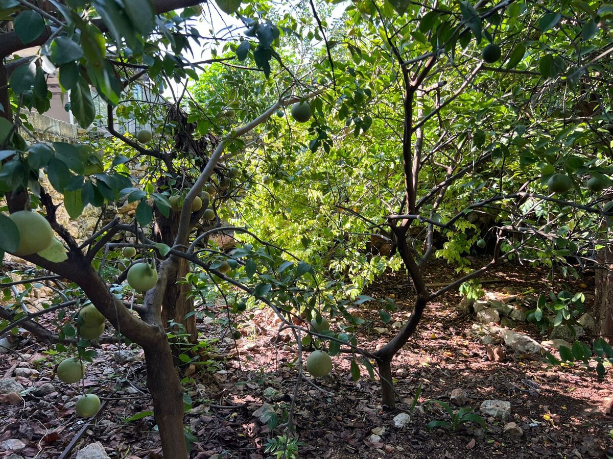 Patio con árboles frutales - casa venta Mercedes Barrera, foto 10 de 10