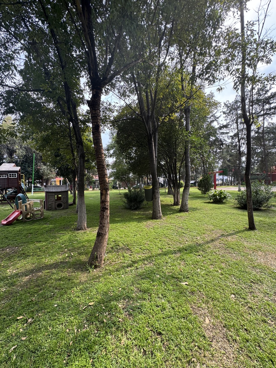 6 de 50: Arboles con su sombras cobijan est increible ambiente