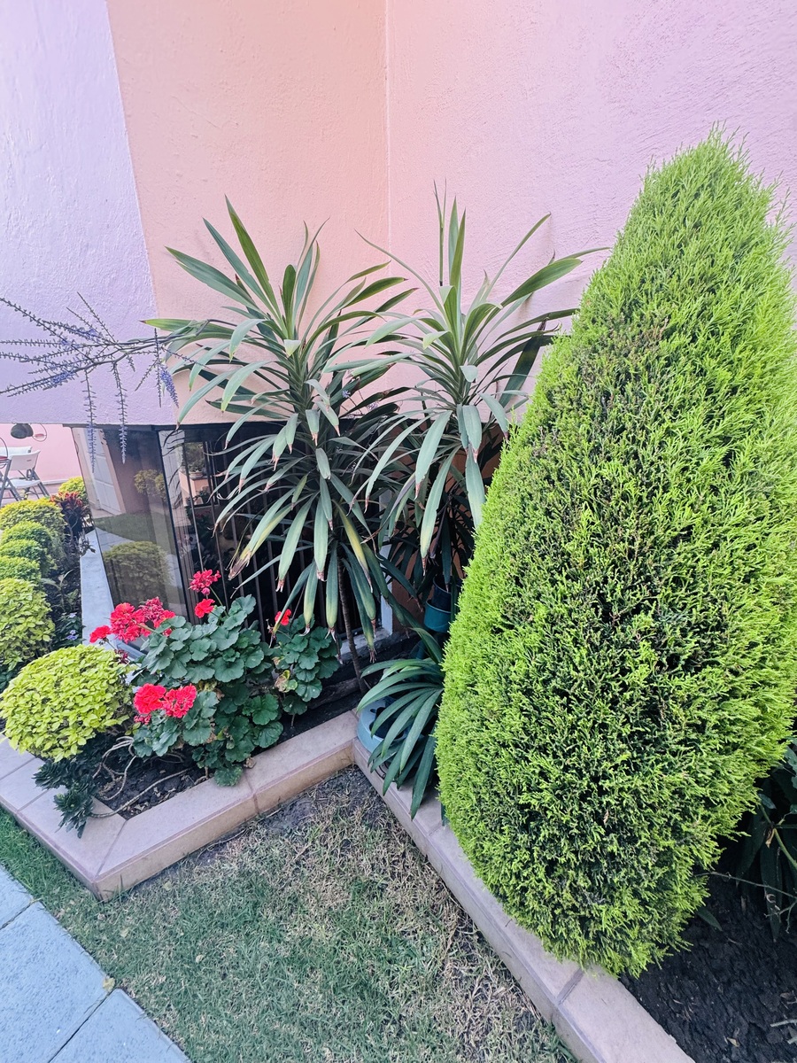 49 de 50: Geranios, lavanda, malvas y pinos, cortado como topiares