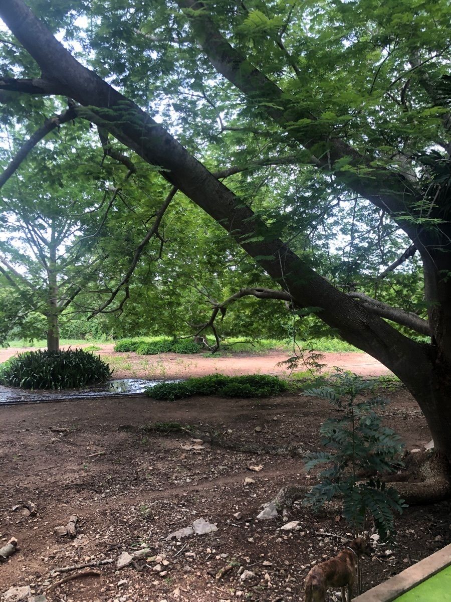 HACIENDA VENTA YUCATAN CHICHEN REALTY